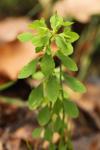 Euphorbia peplus