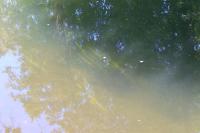Sparganium emersum