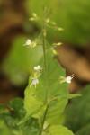 Circaea lutetiana