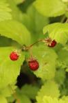 Fragaria vesca