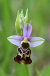 Ophrys holosericea