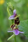 Ophrys holosericea