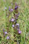 Gentianella germanica
