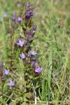 Gentianella germanica