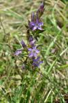 Gentianella germanica