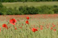 Papaver rhoeas
