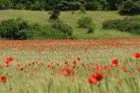 Papaver rhoeas