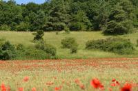 Papaver rhoeas