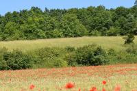 Papaver rhoeas