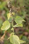 Althaea officinalis