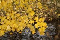 Acer pseudoplatanus