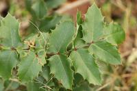 Berberis aquifolium