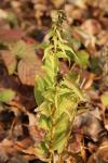 Epipactis helleborine