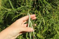 Salix viminalis