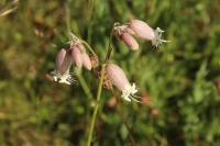 Silene vulgaris