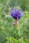 Carthamus mitissimus