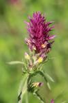 Melampyrum arvense