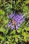 Carthamus mitissimus