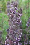 Ballota nigra