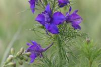 Delphinium ajacis