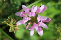 Coronilla varia