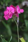 Lathyrus tuberosus
