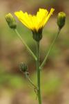 Hieracium maculatum