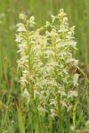 Platanthera chlorantha