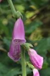 Digitalis purpurea