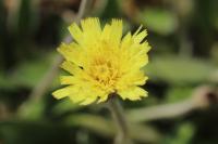 Pilosella officinarum