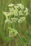 Heracleum sphondylium