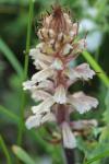 Orobanche amethystea