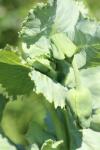 Papaver somniferum