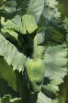 Papaver somniferum