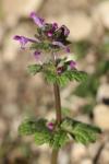Lamium amplexicaule