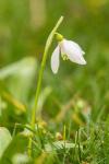 Galanthus nivalis