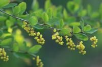 Berberis vulgaris