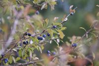 Prunus spinosa
