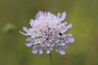 Knautia arvensis