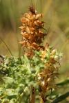 Orobanche amethystea