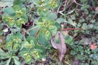 Euphorbia amygdaloides