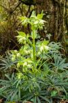 Helleborus foetidus