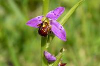 Ophrys apifera