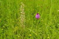 Anacamptis pyramidalis
