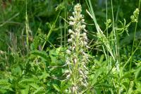 Himantoglossum hircinum