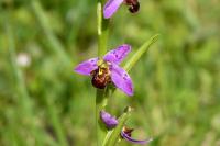 Ophrys apifera