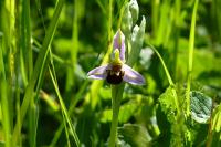 Ophrys apifera