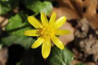 Ficaria verna