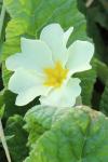 Primula vulgaris