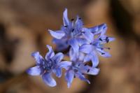 Scilla bifolia